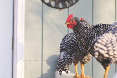 The Good and the Bad of Raising Backyard Chickens Image